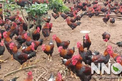Thời gian nuôi gà thịt, nuôi mấy tháng thì bán được