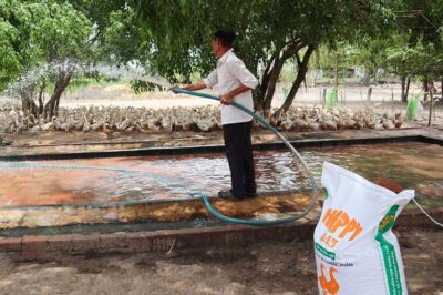 Làm giàu từ mô hình nuôi vịt đẻ siêu trứng – Tạp chí Chăn nuôi Việt Nam
