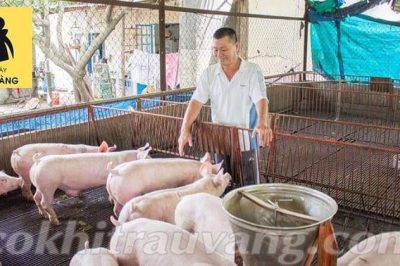 Nuôi lợn thịt bao lâu thì xuất chuồng? Kinh nghiệm nuôi lợn thành công