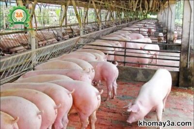 Mẫu chuồng nuôi heo thịt – Bản vẽ thiết kế chuồng nuôi lợn thông minh