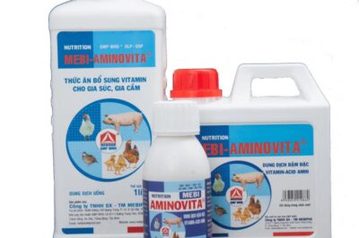 Nhu cầu dinh dưỡng cho gà thịt đạt năng suất cao