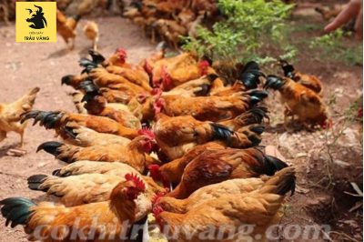 Tính toán chi phí nuôi 100 con gà thông minh, tiết kiệm