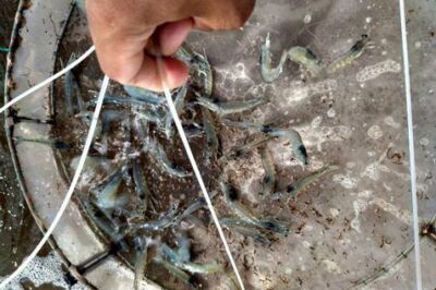 Kháng Sinh Trong Thuỷ Sản – Sử Dụng Hay Lạm Dụng?