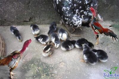 Gà chọi con tông dòng xuất sắc