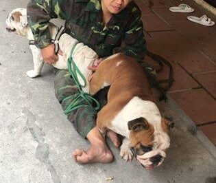 Chu kỳ sinh sản của chó? Thời gian, độ tuổi chó sinh sản?