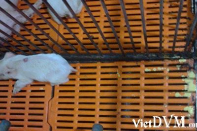 5 nguyên nhân gây tiêu chảy ở heo con – giải pháp quản lý!