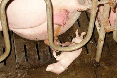 Các nguyên nhân gây sẩy thai trên heo nái và 4 bước kiểm soát !