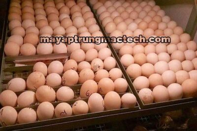 Nhiệt độ ấp trứng gà bao nhiêu là tốt nhất? Tại sao?