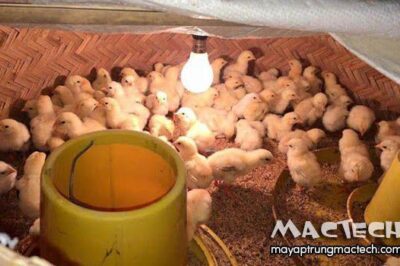 Nhiệt độ úm gà con là bao nhiêu? Chuồng úm kích thước thế nào là phù hợp