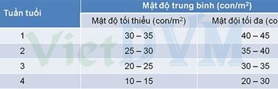 Nuôi gà bán lấy thit?