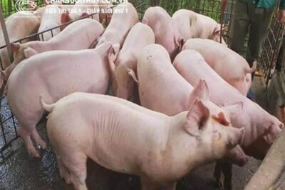 Thời gian nuôi 1 lứa lợn thịt bao lâu thì xuất chuồng?