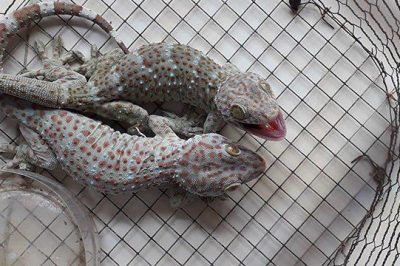 [Chia sẻ] Cách đuổi tắc kè ra khỏi nhà hiệu quả nhất