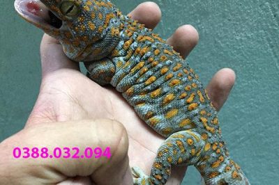 Tắc kè hoa giá bao nhiêu? Mua con tắc kè hoa ở đâu?