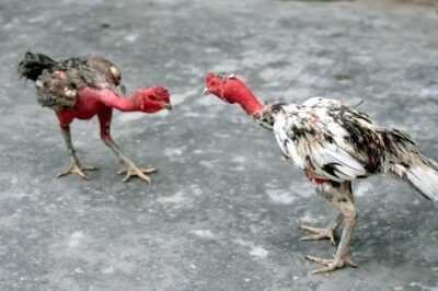 Bí quyết chăm sóc và tẩm bổ dinh dưỡng cho gà chọi, gà nòi !