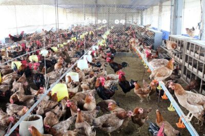 Nuôi gà thịt nên dùng loại cám nào giá rẻ nhanh lớn lãi suất cao