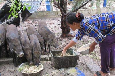 Thức ăn cho heo rừng và cách ủ phối trộn thức ăn tăng hiệu quả nuôi heo