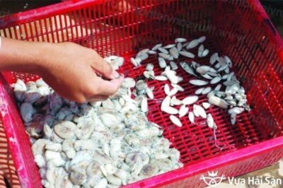 Cua ăn gì để sống? Cho cua ăn đúng cách để đạt năng suất tối đa