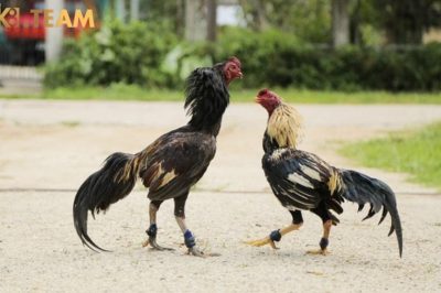 Cách chữa gà chọi hỏng mỏ dưới hiệu quả nhất từ cao thủ