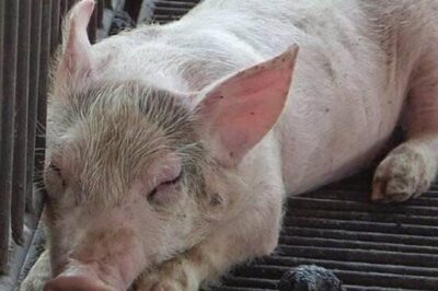 Nguyên nhân lợn bỏ ăn, sốt, nằm lỳ không đi lại