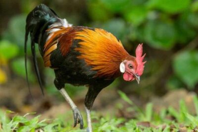 Bệnh khô chân ở gà và  cách chữa gà khô chân