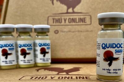 Thuốc đặc trị gà bị chảy nước mũi hiệu quả