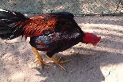 Top loại thuốc trị gà khò khè sổ mũi hiệu quả