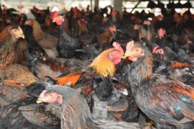 Tại sao gà bị chảy nước mũi? Nhận biết bệnh và cách điều trị hiệu quả