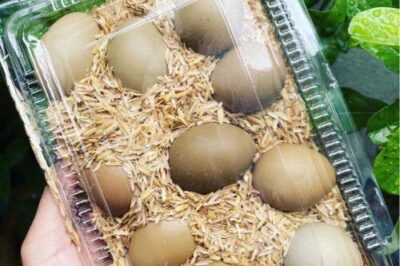 Công dụng của trứng chim trĩ