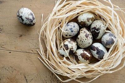 Trứng chim cút ấp bao nhiêu ngày thì nở, làm sao để trứng nở đúng ngày