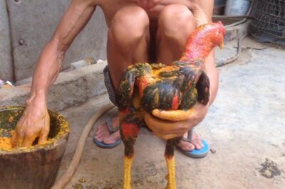 Cách Vào Nghệ Cho Gà Chọi