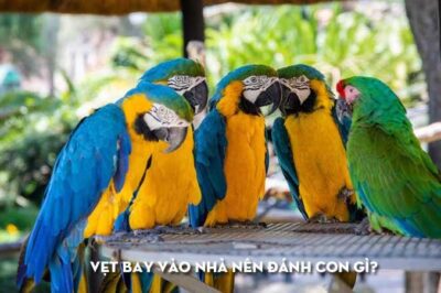 Con Vẹt Bay Vào Nhà Là Điềm Gì? Tôi Nên Đánh Con Số Gì?