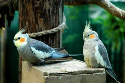 [Cập nhật] Vẹt giá bao nhiêu tại thị trường Việt Nam?