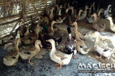 Vịt nuôi bao lâu thì bán được? 50, 60 ngày hay lâu hơn