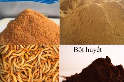 Nguyên liệu của thức ăn thủy sản