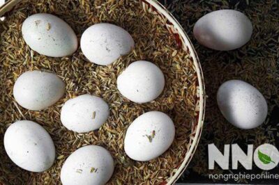 Cách ấp trứng gà bằng trấu, nguyên lý ấp và cách thực hiện