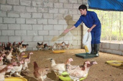 Bài thuốc dân gian phòng bệnh cho gà bằng tỏi hiệu quả