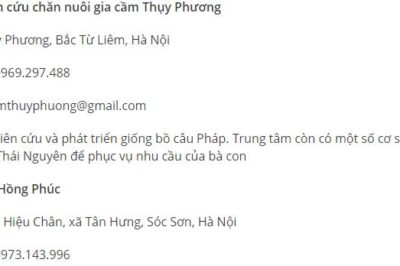 Giá bán chim bồ câu và mẹo chăm sóc ít ai biết đến