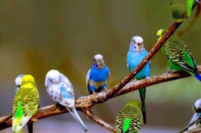 Chim yến phụng có những loại nào được yêu thích? Giá bao nhiêu?