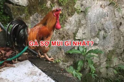 Con Gà Sợ Mùi Gì Nhất? Phương pháp áp dụng trong đời sống