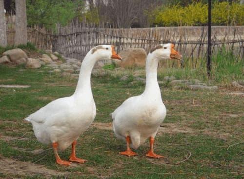 ngỗng, rắn, tại sao rắn sợ ngỗng, gia cầm