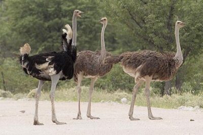 Đà điểu ăn gì? Sống ở đâu? Thịt đà điểu làm món gì ngon