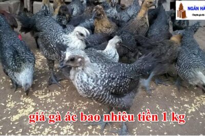 Giá Gà Ác Bao Nhiêu Tiền 1kg 2023, Mua Ở Đâu?