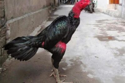 Danh sách ga choi hay nổi tiếng khắp Việt Nam đá đâu thắng đó