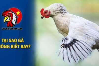 Tại sao gà không biết bay mặc dù gà có cánh?