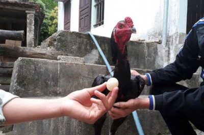 Gà Trống Có Đẻ Trứng Không? Lý Giải Hiện Tượng Gà Trống Đẻ Trứng