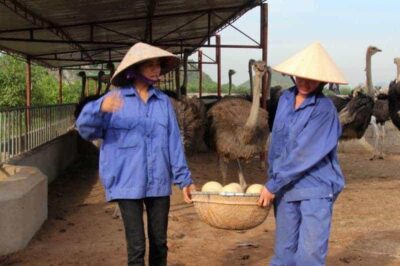Giá đà điểu giống và địa chỉ mua uy tín toàn quốc