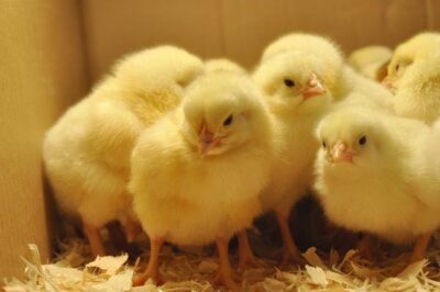 (Cập nhật) Bảng giá gà giống hôm nay 12/12/2023 mới nhất