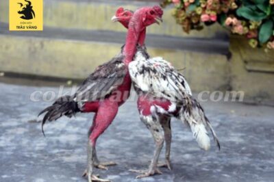 3 cách làm chuồng gà chọi đơn giản tại nhà