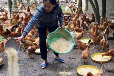 Một ngày cho gà ăn bao nhiêu lần là tốt nhất?