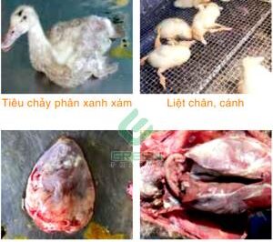 Phác đồ điều trị sụi chân, bại cánh, bại huyết